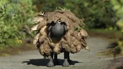 Wer verbirgt sich hinter diesem schmutzigen Schaf? Shaun darf gespannt sein.