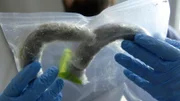 HSI Special Agent Patrick examines cocaine disguised as sausages. (National Geographic/Lucky 8 TV)