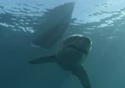 Great White and Boat