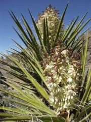 Joshua Tree in bloom.