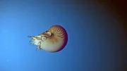 Ein lebendes Fossil im freien Wasser, die Nautilus-Tintenschnecke.