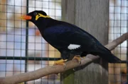 Beos haben einen gelben Hautlappen und dem schwarz-metallisch glänzendes Gefieder. Am Flügel haben sie einen weißen Fleck.