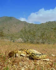 Great basin gopher snake.