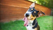 Curious and Happy Tricolor Dog with Tongue out