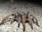 Desert tarantullas.