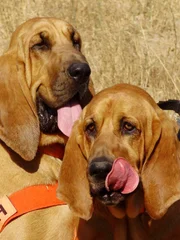 Bloodhounds in Dogs 101.
