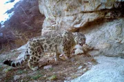 Seit 2007 ist der Kaindy-See mit seinen umliegenden Wäldern das Herzstück eines Nationalparks, der unter anderem zum Schutz der Wildtiere geschaffen wurde - auch für dieses Schneeleopardenweibchen.