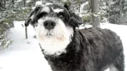 Portuguese Water Dog.