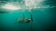 Carcharodon carcharias, better known as the great white shark.