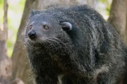 Binturongs leben üblicherweise in den dichten tropischen Regenwäldern Südostasiens - doch sie werden immer wieder das Ziel von Wilderern.