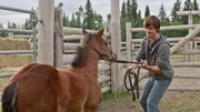 Ty (Graham Wardle) erkennt, dass die Erziehung eines Fohlens nicht so leicht ist.