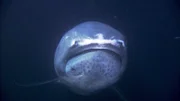 Erst 1976 entdeckt: Der bis zu 5,50 Meter große Riesenmaulhai ernährt sich von Plankton.