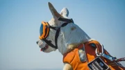 Eba hat den richtigen Riecher: Der Hund schlägt an, sobald er Walkot im Meer erschnüffelt.