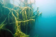 Die Fichten des Kaindy-Sees sind unter Wasser mit geheimnisvollen Algen bedeckt.
