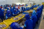 Eine Fischfabrik in Papua-Neuguinea: Für den Inselstaat ist der Thunfisch eine wichtige Einkommensquelle.