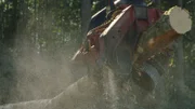 Ein Bulldozer entfernt einen Baum