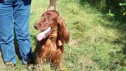An Irish Setter looking ready to quarter as seen on episode five of Dogs 101 / Seter irlandzki