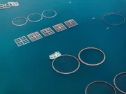 In Japan ist es gelungen, Thunfische zu züchten. Doch um ein Kilo Thunfisch zu erzeugen, benötigen die Forscher bis zu 15 Kilo Futterfische.