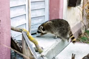 Der Waschbär.