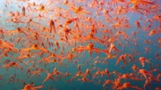 Thunfischkrabben halten sich nicht nur am Boden auf, sondern schwimmen auch im freien Wasser.