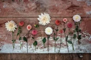 Die Gärtnerei „Blumen Kopf“ bietet eine beeindruckende Vielfalt von Dahlien.