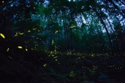 In hellen Wellen schicken Glühwürmchen ihr Licht durch den nächtlichen Wald. Wenige Minuten zuvor ließ sich noch nichts von diesen kleinen Bewohnern erahnen, deren taktgesteuertes Leuchten ein wahres, kleines Naturwunder ist.