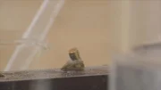 Eine Zebramuschel mit Magnet auf ihrer Schale während der Dreharbeiten für  ServusTVs "P.M. Wissen Episode 166" am 20.09.2023 am Millstätter See.