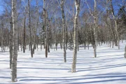 Kalte Bäume im Winter
