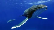 Buckelwal- und Delfin-Animatronik sind manchmal gemeinsam im Einsatz.