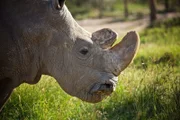 Im Naturschutzgebiet Ol Pejeta in Kenia leben die letzten Nördlichen Breitmaulnashörner der Welt.