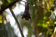 Ein junger Flughund hängt über dem Roper River in Australien ab.