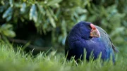 Es gibt nur noch wenige Brutpaare von den Takahes. Alle leben in der Natur. Die Jungen werden von Mardern, Ratten und Katzen gefressen, da die Alttiere den Säugern gegenüber wehrlos sind.