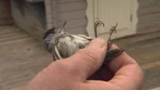 A bird
