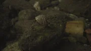 Detailaufnahme einer Zebramuschel