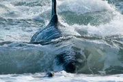 Orca  +++ Die Verwendung des sendungsbezogenen Materials ist nur mit dem Hinweis und Verlinkung auf RTL+ gestattet. +++