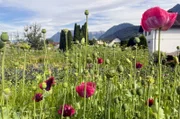 Die Gärtnerei „Blumen Kopf“ bewirtschaftet mittlerweile rund 6.000 Quadratmeter Ackerfläche in Vorarlberg nach den Prinzipien der „Slow Flower“-Bewegung.