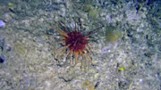 Ein roter Seeigel auf Korallenfelsen.