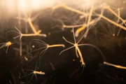 Diese etwa einen Zentimeter langen Hydren sind beinahe unsterblich: warum altern Süßwasserpolypen praktisch nicht?