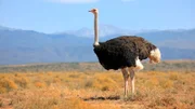Die Vorzüge des Fliegens liegen auf der Hand. Doch ein Reihe von Vögeln scheint da anderer Ansicht. Über 40 Arten sind zum Laufen zurückgekehrt - auch wenn sie, wie die Afrikanischen Strauße (Foto), noch ansehnliche Federn und Flügel haben.