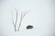 Wombats gehören zu den wenigen Tieren Australiens, die oberhalb der Schneegrenze leben können.