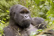 Silberrücken im Virunga-Nationalpark.