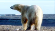 Am Ende ihrer Reise treffen die beiden Abenteurer auf ein Tier, dem sie auf keinen Fall begegnen wollten. Es ist der Herrscher der Arktis, das größte Landraubtier der Erde, der Eisbär.