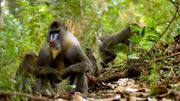 Im Regenwald von Gabun wacht ein Mandrillmännchen über seinen Harem