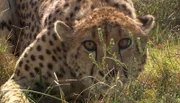 Gepard Aibu wird gesucht.