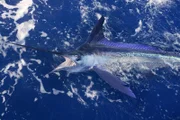 Segelfisch