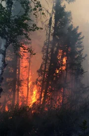 The Alaskan wildlife is on the heels of the Bureau of Land Management firefighters as they will need to begin the back burn soon.