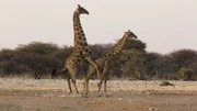Eim Paarungsakt der Giraffen ist Präzision gefragt.
