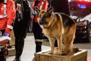 Rex (DIESEL VOM BURGIMWALD)