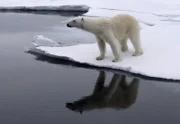 Ein junger Eisbär entdeckt eine Robbe.