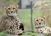 Gepardendamen beobachten die Zoobesucher.